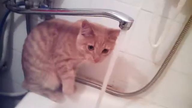 Котики тоже любят воду :) смотреть онлайн