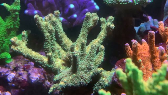 Sunset Millepora смотреть онлайн