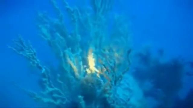 Falso Corallo Nero - BoiTatankaSub x SasaSub - Porto Cesareo (LE) смотреть онлайн