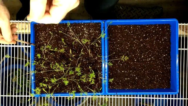 How To Grow Micro Carrots/ Microgreens Indoors In Trays: These Are Fun To Grow & Much Easier Indoor смотреть онлайн
