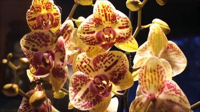 Аня - шляпа! И еще новиночка)))