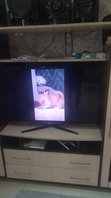 перезалив видео "какая милота от канала catvid-19".