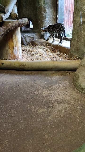 5b82d1a3-89c0-4696-9dcd-d0b9b5b01bf1-1_all_21828.mp4