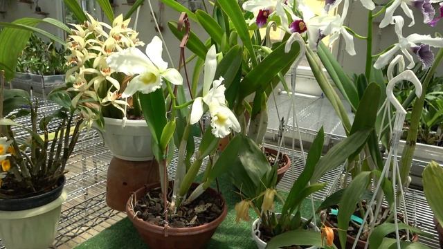 Цветение Laelia purpurata , Coelogyne asperata,Brassocattleya Felipe Haje смотреть онлайн