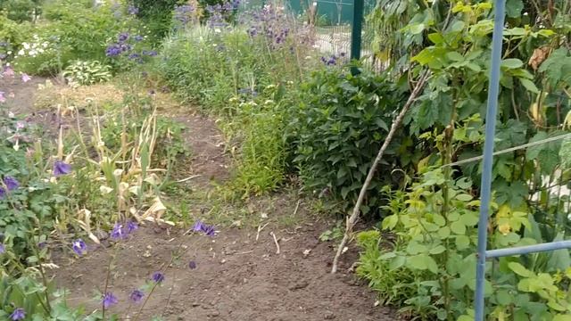 Мой праздничный день. Светкинский ботанический сад сегодня 4 июня 2023 смотреть онлайн