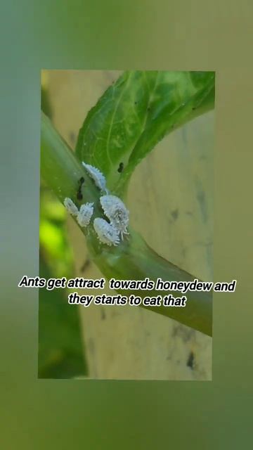 Mealybug pest and its natural enemy Ladybug beetle🐞 смотреть онлайн