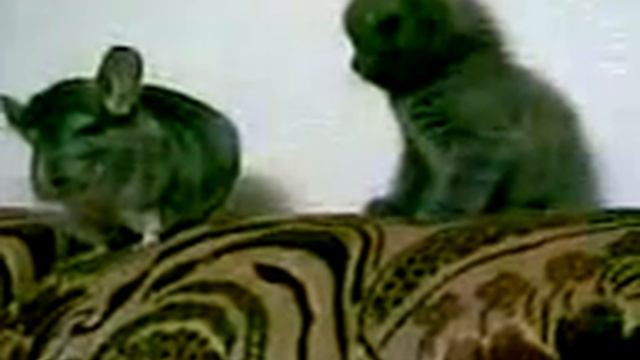 Котенок и шиншила смотреть онлайн