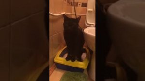 Кот какает стоя)))