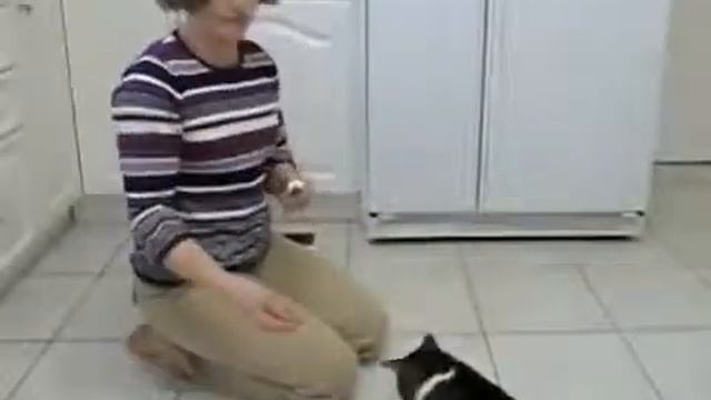 Таргет тренинг для кошки смотреть онлайн