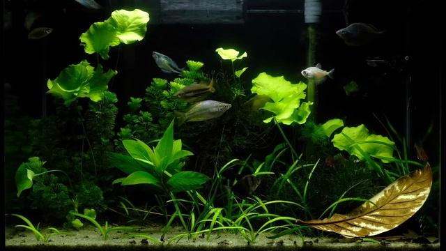Aqua Plant Full HD смотреть онлайн