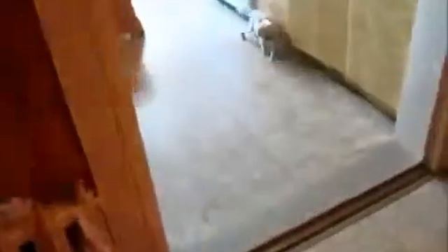 просто кошки смотреть онлайн