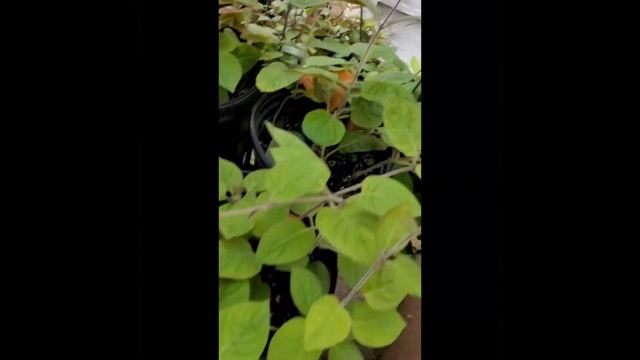 Paederia Lanuginosa/ Hmab Tsw Quav/Skunk Vine смотреть онлайн