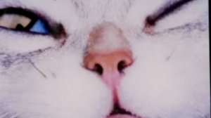 Мап на Ласточку