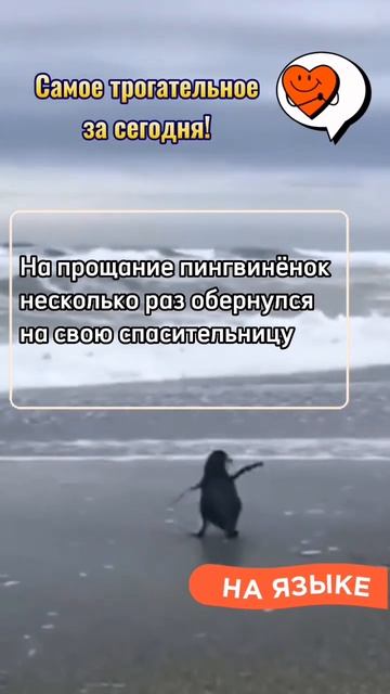 Малыша - пингвина отпустили на волю! Самое трогательное видео. Ставь лайк смотреть онлайн