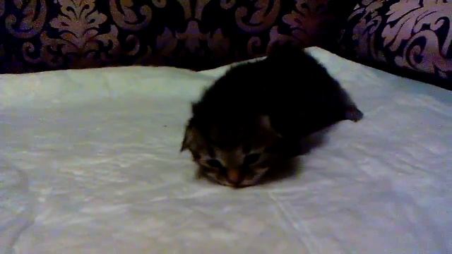 Fedya ate the Bear Baraj*RU смотреть онлайн