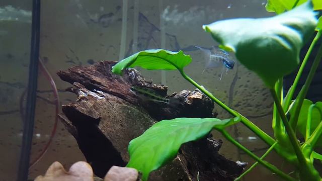 Dicrossus Filamentosus Pair (Day 3) смотреть онлайн