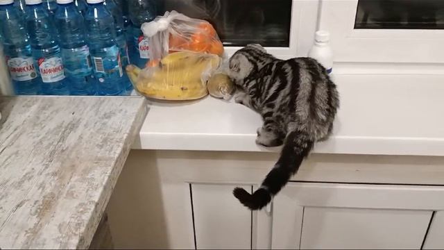 Захотела раздобыть грушу