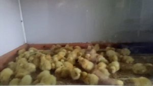 сетчатый пол для брудера