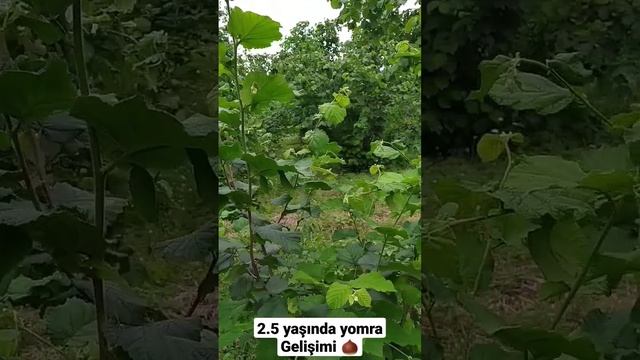 yomrada yıllık sürgünden yeni sürgun oluyumu sert kesim ve uç kesim farkı‼️ смотреть онлайн