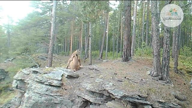 Рыси в Прибайкальском нацпарке. Видео "Заповедного Прибайкалья" смотреть онлайн