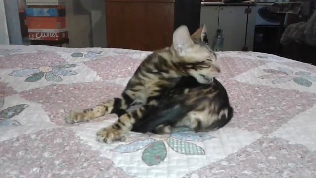 Нюхни попца! смотреть онлайн
