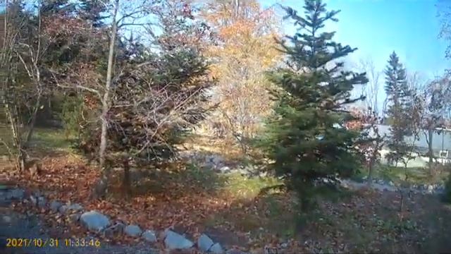 Ботанический сад г. Владивосток 31.10.2021 смотреть онлайн