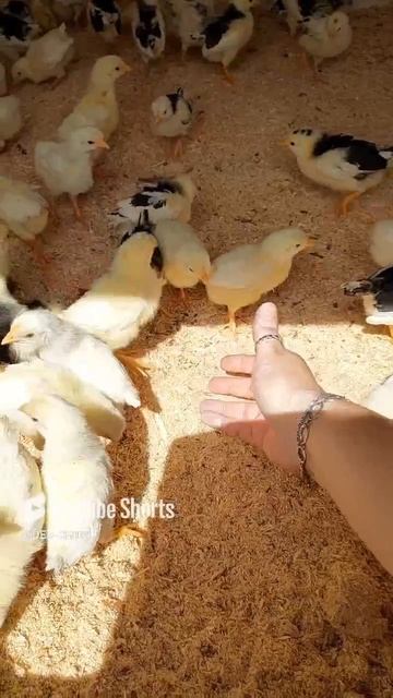 ЦЫПЛЯТА НА ОПИЛКАХ НЕ ДОХНУТ!!! 13.03.2025 год. смотреть онлайн