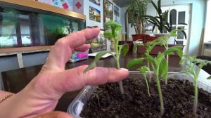 Когда пикировать рассаду томатов?