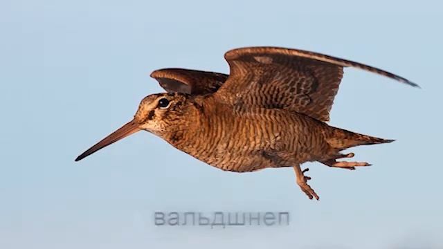 Голос вальдшнепа/звук манка на вальдшнепа