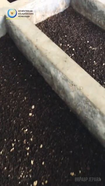 #Maggot Alternatif Pangan dan #Pakan #shorts смотреть онлайн