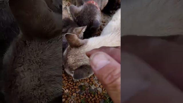 Харків руська Лозова як господарі знайшли свого кота та вивезли його. смотреть онлайн