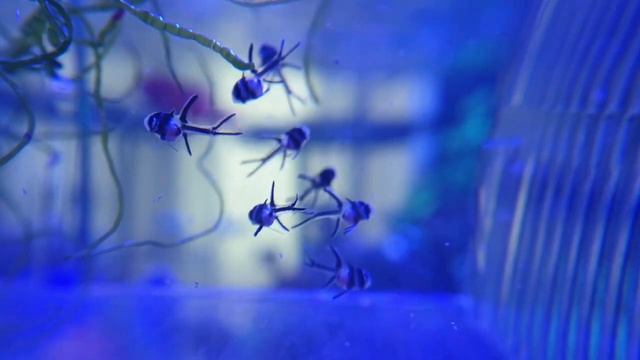 Acuario marino, progresión en la cría de los Kauderni, día 8 смотреть онлайн