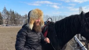 Жеребец танцует. Нет ни одного аллюра, кроме галопа | Александр Обжерин