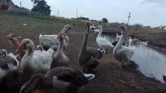 Гуси холмогоры смотреть онлайн