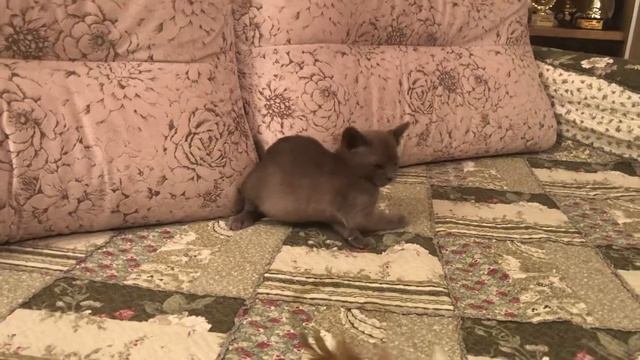 Burma Aldis Legolas смотреть онлайн
