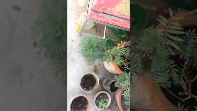 My Planting Hobby-overview смотреть онлайн