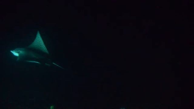 Орляки смотреть онлайн