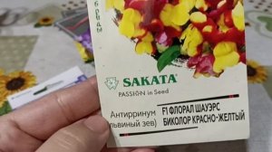 Что посею вместо петунии. Чем заменить петунию.