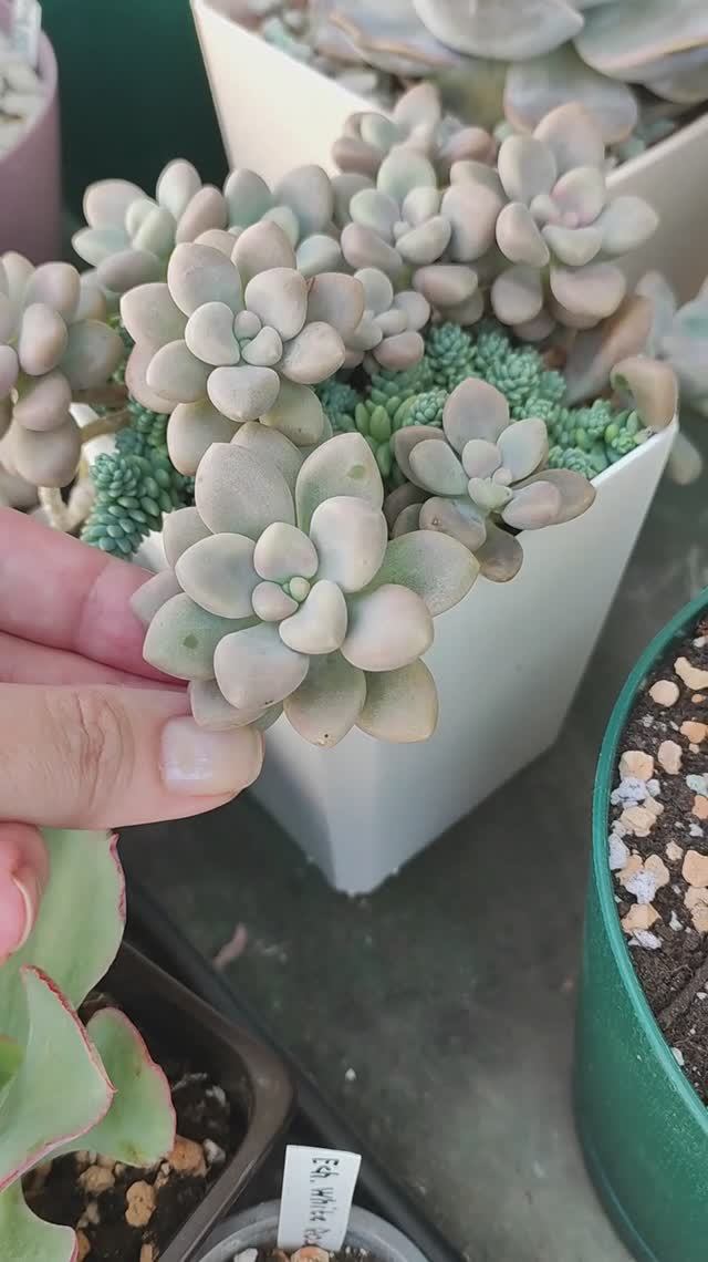 Как вырастить суккулент из листочка смотреть онлайн