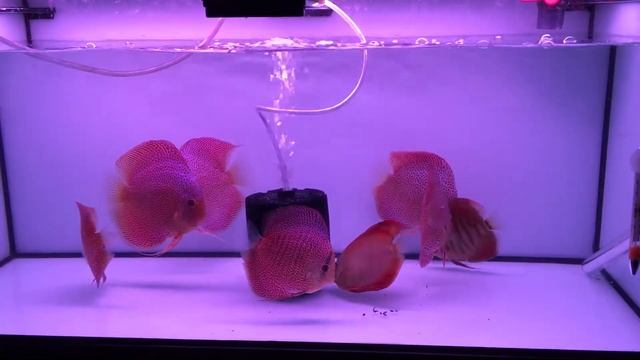 Leopard snakeskin discus and some rose red смотреть онлайн