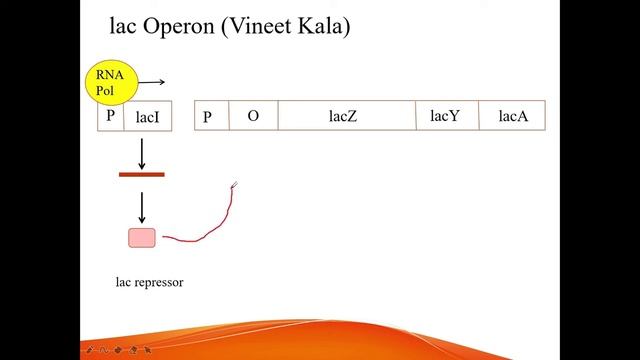 Lac Operon | Negative Regulation смотреть онлайн