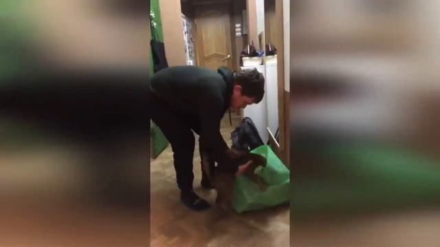 СМЕШНЫЕ КОТЫ / ЗАБАВНЫЕ ЖИВОТНЫЕ / 180 СЕКУНД ПОЗИТИВА / РЖАКА смотреть онлайн