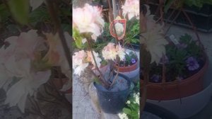 В ПРОДАЖЕ АЗАЛИЯ ...ЛИСТОПАДНЫЙ РОДОДЕНДРОН КЕННОНС ДАБЛ