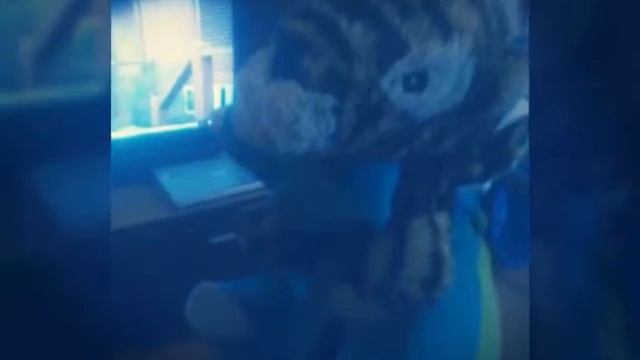Саёмка моиго кота и тигра смотреть онлайн