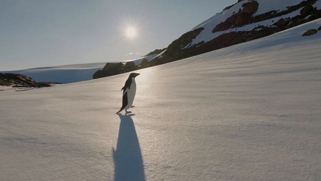 Lost Adele Penguin Finds His Way Home | Short Nature Documentary смотреть онлайн