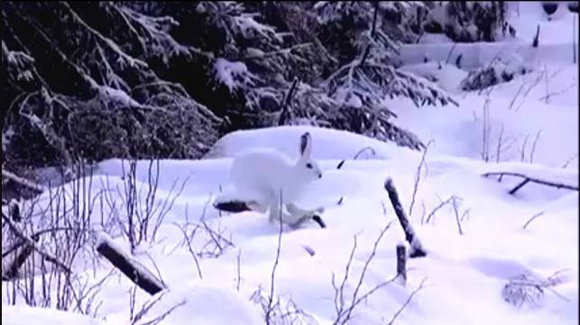 Интересные моменты охоты на зайца с русскими гончими ч.п/ч.Сигнал(Плакуня) и Лаймой вл. Шатров В.А. смотреть онлайн