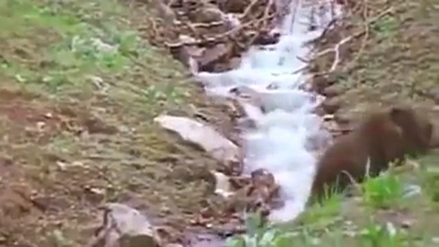 León vs Oso. Leopardo, puma y pitón vs puercoespín. смотреть онлайн