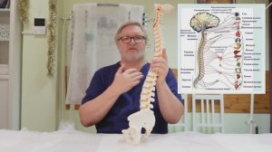 Чем отличается остеопат от мануального терапевта