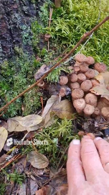Грибники в поисках клада. ГРИБЫ КАК СОКРОВИЩА. #shorts #грибы #лес #опята смотреть онлайн
