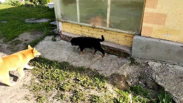 Первый день в постоянном месте жительства! Знакомство с новыми собаками. Обследование новой террито смотреть онлайн